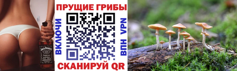 хочу hydra ONION Галлюциногенные грибы Cubensis Новомичуринск